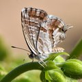 Pelargonijin p&hellip;