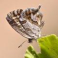 Pelargonijin p&hellip;