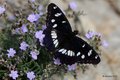 Plavi admiral,&hellip;