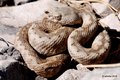 Poskok, Vipera&hellip;