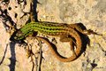 Primorska gušt&hellip;