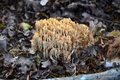 Opletena capic&hellip;