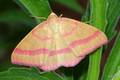 Rhodostrophia &hellip;