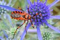 Stjenica ubica&hellip;