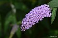 Summer lilac, &hellip;