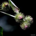 Čičak, Arctium&hellip;
