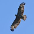 Škanjac, Buteo&hellip;