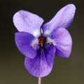 Ljubica, Viola&hellip;