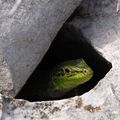 primorska gušt&hellip;