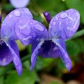 Ljubica, Viola&hellip;