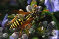 Osa, Vespula  &hellip;