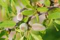 Badem, Prunus &hellip;