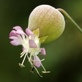 Pušina, Silene&hellip;
