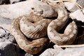 Poskok, Vipera&hellip;