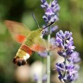 Hemaris fucifo&hellip;
