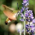 Hemaris fucifo&hellip;