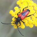 Purpuricenus k&hellip;
