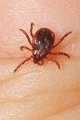 Krpelj, Ixodes&hellip;