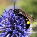 Modra sikavica&hellip;
