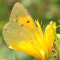 Zlatna osmica,&hellip;