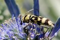 Chlorophorus v&hellip;