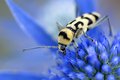 Chlorophorus v&hellip;
