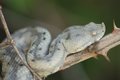 Poskok, Vipera&hellip;