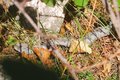 Poskok, Vipera&hellip;