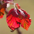Kupina, Rubus &hellip;