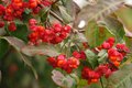 Kurika, Euonym&hellip;