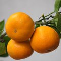 Mandarina, Cit&hellip;