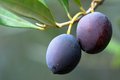Maslina, Olea &hellip;