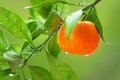 Mandarina, Cit&hellip;