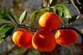 Mandarina, Cit&hellip;