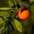 Mandarina, Cit&hellip;