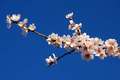 Badem, Prunus &hellip;