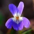 Ljubica, Viola&hellip;