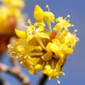 Drijen, Cornus&hellip;