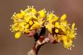 Drijen, Cornus&hellip;