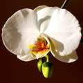 Falenopsis, Ph&hellip;