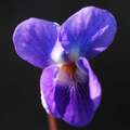 Ljubica, Viola&hellip;