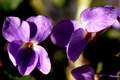 Ljubica, Viola&hellip;