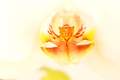 Falenopsis, Ph&hellip;