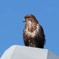 Škanjac, Buteo&hellip;