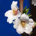 Badem, Prunus &hellip;