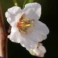 Badem, Prunus &hellip;