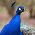 Paun, Pavo cri&hellip;