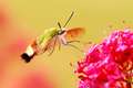 Hemaris fucifo&hellip;