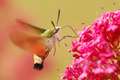 Hemaris fucifo&hellip;