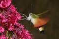 Hemaris fucifo&hellip;